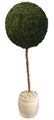 Lollipop Topiary in Miami, Ft. Lauderdale, Palm Beach