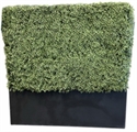 Mini Hedge Wall - Black Base in Miami, Ft. Lauderdale, Palm Beach