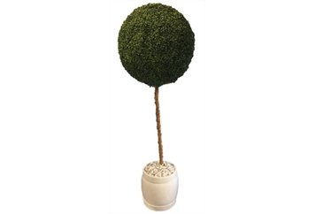 Lollipop Topiary in Naples, Marco Island, Ft. Myers