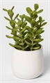 Faux Small Succulent Colletis Plant - 0ft 8in in Naples, Marco Island, Ft. Myers