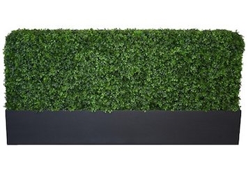 Hedge Green Low in Orlando