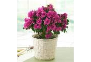 Azalea Plant - 2ft in Naples, Marco Island, Ft. Myers