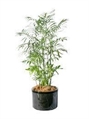 Bamboo Tree 4ft M in Naples, Marco Island, Ft. Myers