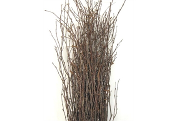 Birch Branches Natural - 4" in Naples, Marco Island, Ft. Myers