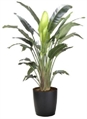 Bird of Paradise Tree 4ft M in Naples, Marco Island, Ft. Myers