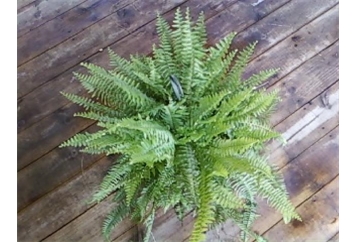 Boston Fern - 2ft in Naples, Marco Island, Ft. Myers