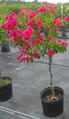 Bougainvillea Tree 4ft M in Naples, Marco Island, Ft. Myers