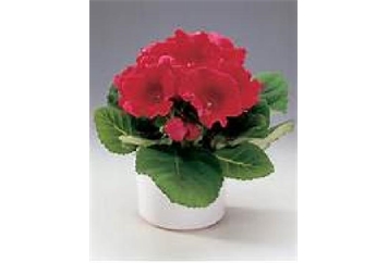 Gloxinia Plant - 2ft in Naples, Marco Island, Ft. Myers
