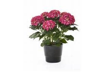 Hydrangea Plant - 1ft in Naples, Marco Island, Ft. Myers