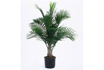 Majesty Palm Tree 4ft M in Naples, Marco Island, Ft. Myers