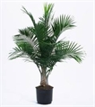 Majesty Palm Tree 4ft U in Naples, Marco Island, Ft. Myers