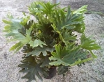Philodendron Plant - 2ft in Naples, Marco Island, Ft. Myers