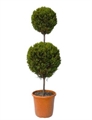 Topiary Tree 2 Ball in Naples, Marco Island, Ft. Myers