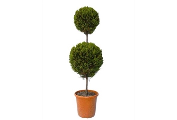 Topiary Tree 2 Ball in Naples, Marco Island, Ft. Myers