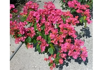 Bougainvillea Bush - 4ft in Miami, Ft. Lauderdale, Palm Beach