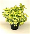 Trinette Plant - 4ft in Orlando
