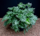 Xanadu Plant - 4ft in Orlando