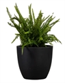 Eclipse Planter in Orlando