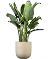 Bold Planter White - Large in Orlando