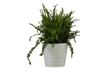 Planter - Tabletop in Tampa, St Petersburg