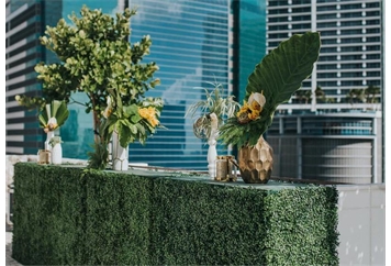 Hedge Green - Small Wide in Miami, Ft. Lauderdale, Palm Beach