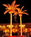 Palm Tree - Illuminated in Miami, Ft. Lauderdale, Palm Beach