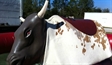 Mechanical Bull in Orlando