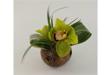 Cymbidium Blooms in Coconut in Orlando