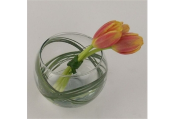 Tulip In Glass Bowl in Orlando