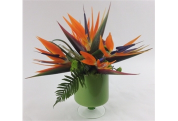 Birds of Paradise In Expo Vase in Orlando