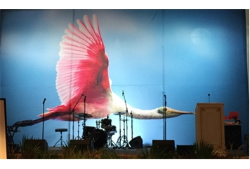 Spoonbill Backdrop in Miami, Ft. Lauderdale, Palm Beach