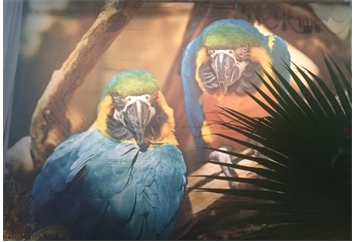 Macaw Backdrop in Miami, Ft. Lauderdale, Palm Beach